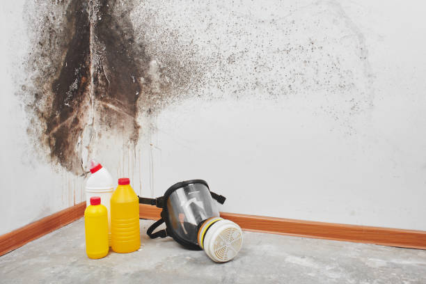 Mold Remediation for Vacation Homes in Zephyrhills, FL